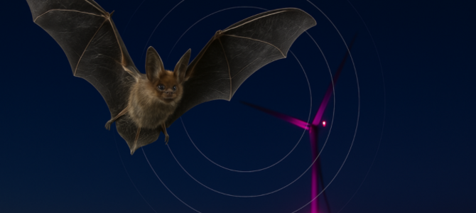 Fledermausschutz und Effizienzsteigerung in Windparks