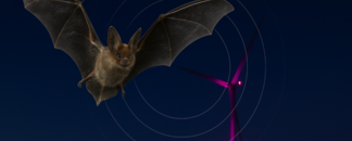 Windraftanlagen und Fledermausschutz